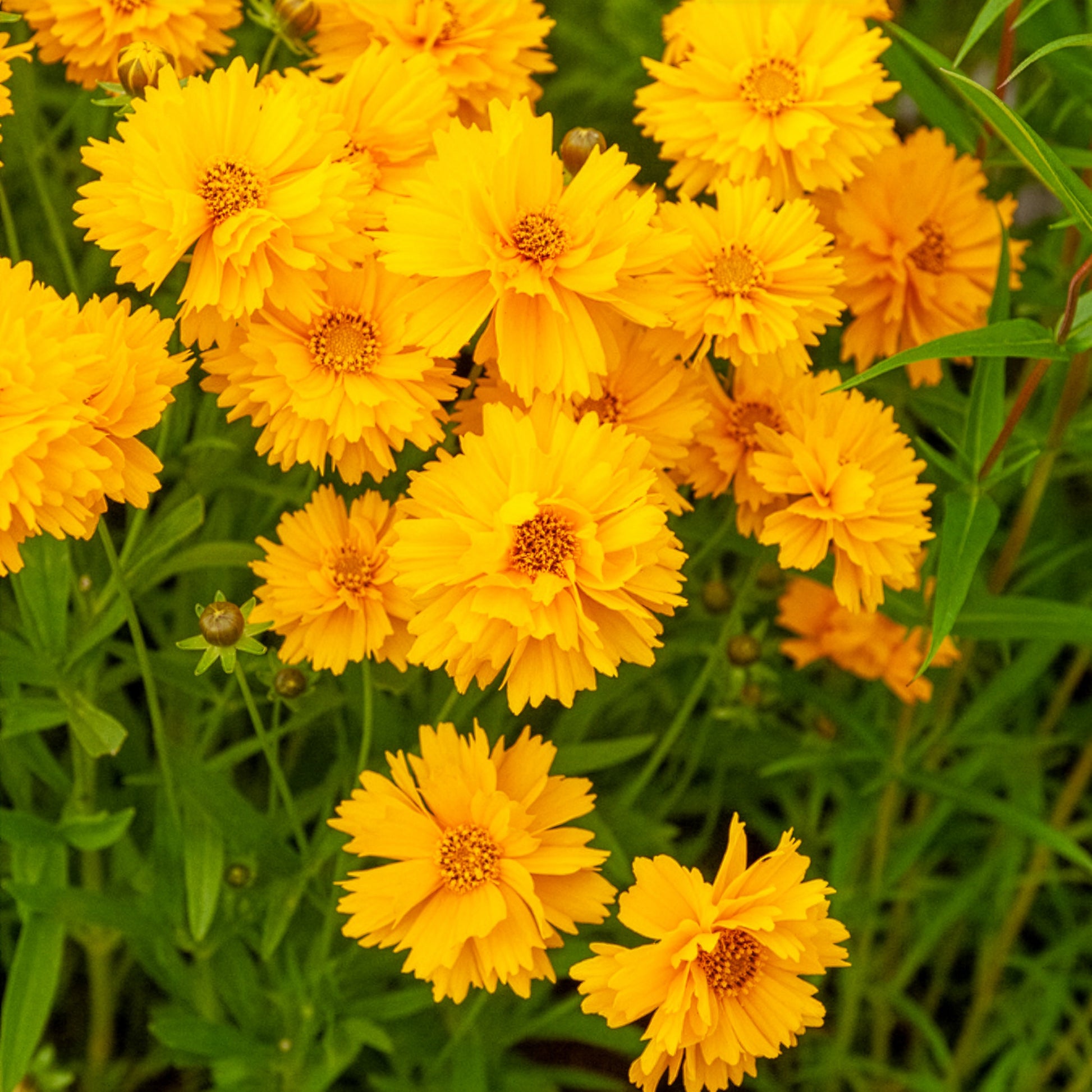 Coreopsis grandiflora Sunray - Großblumiges Mädchenauge Sunray ® - Mädchenauge