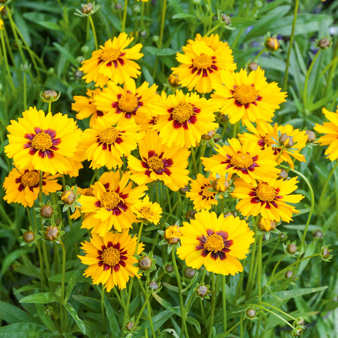 Zwergiges Mädchenauge 'Sterntaler' - Coreopsis lanceolata Sterntaler - Bakker