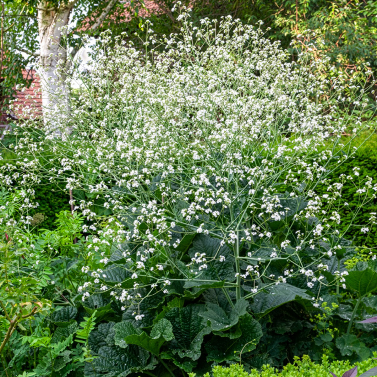 Herzblättriger Blütenkohl - Crambe cordifolia - Bakker