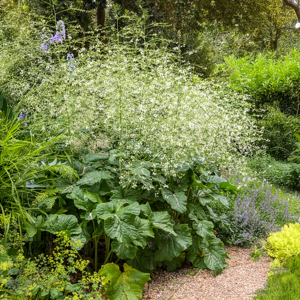 Herzblättriger Blütenkohl - Bakker
