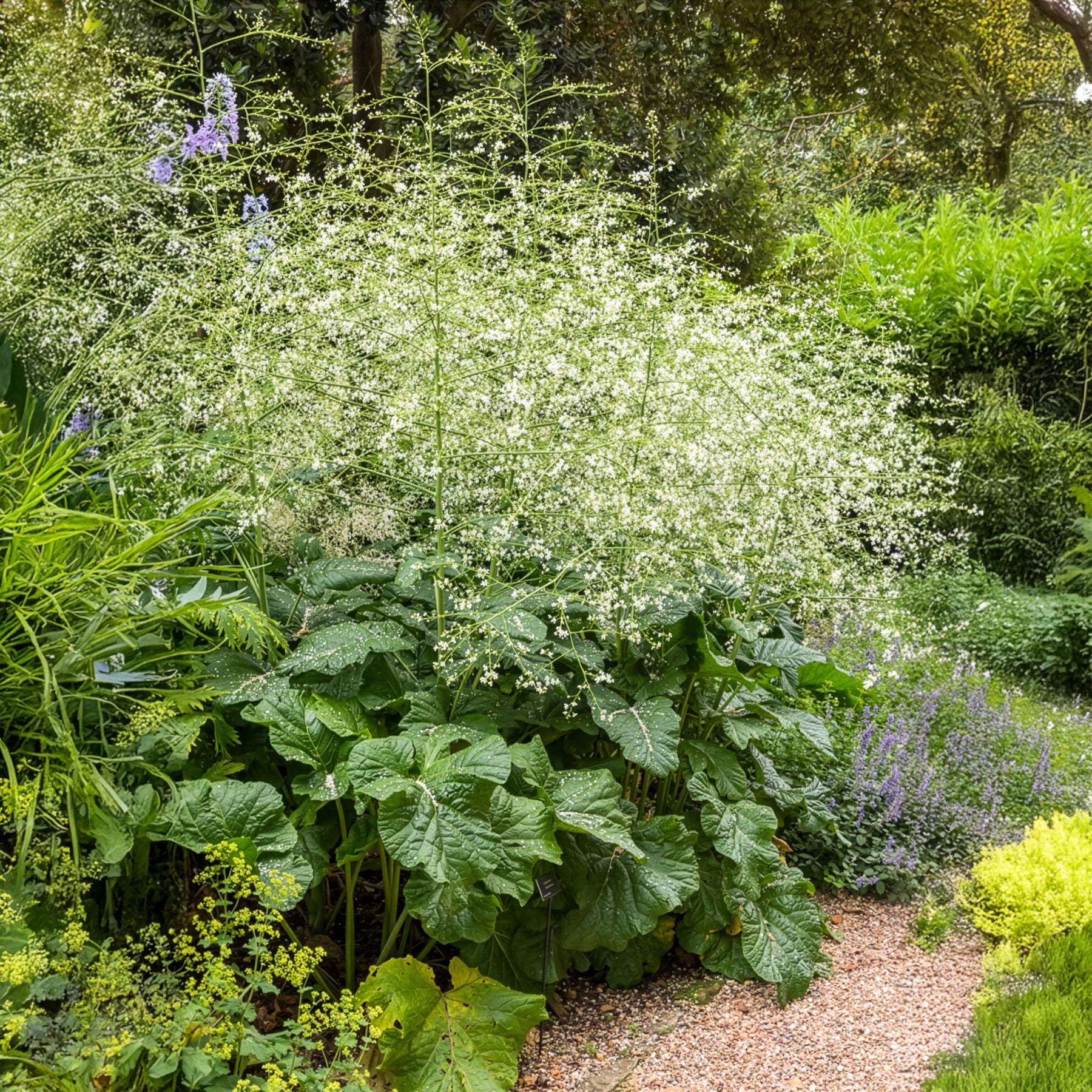 Herzblättriger Blütenkohl - Bakker