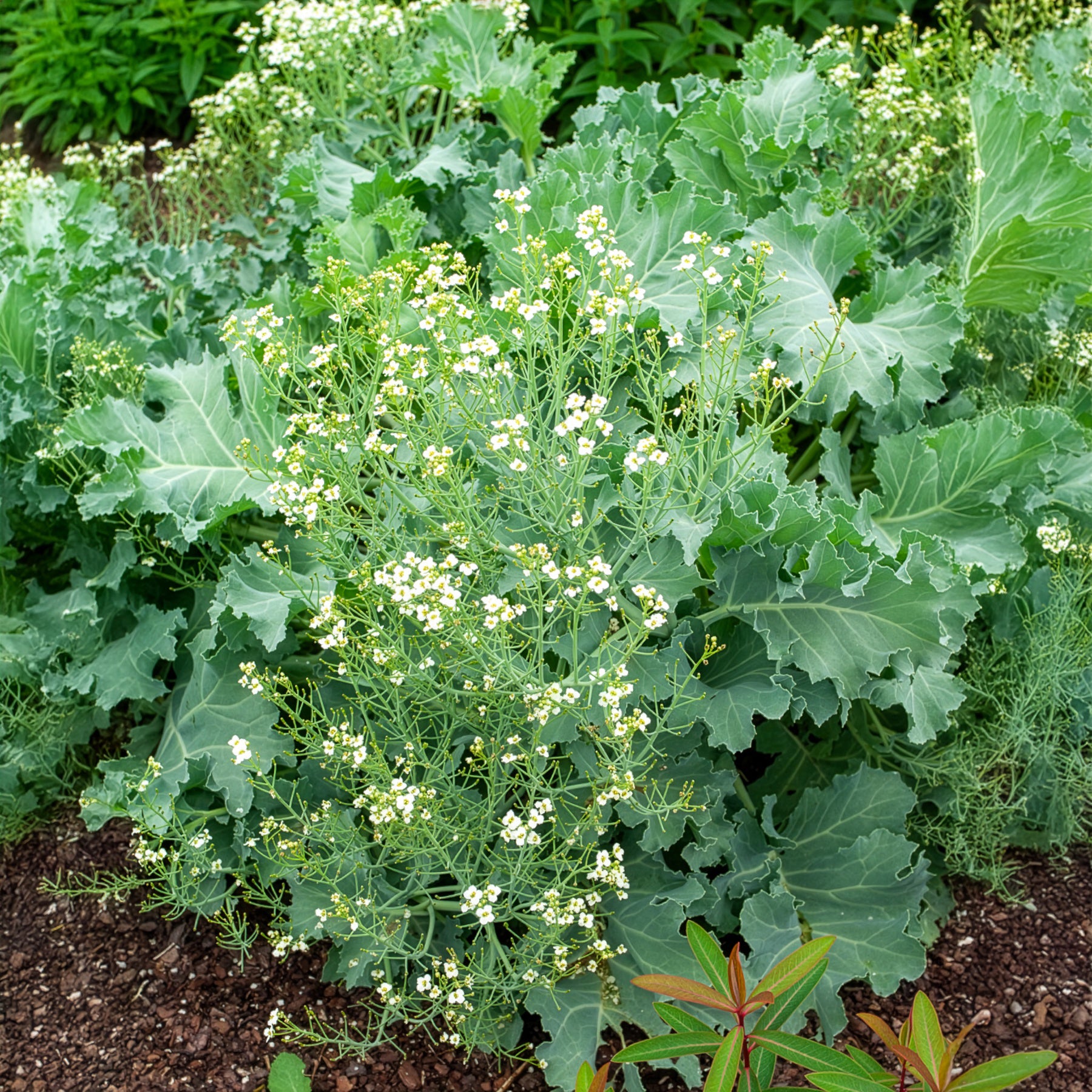 Stauden - Küsten-Meerkohl - Crambe maritima