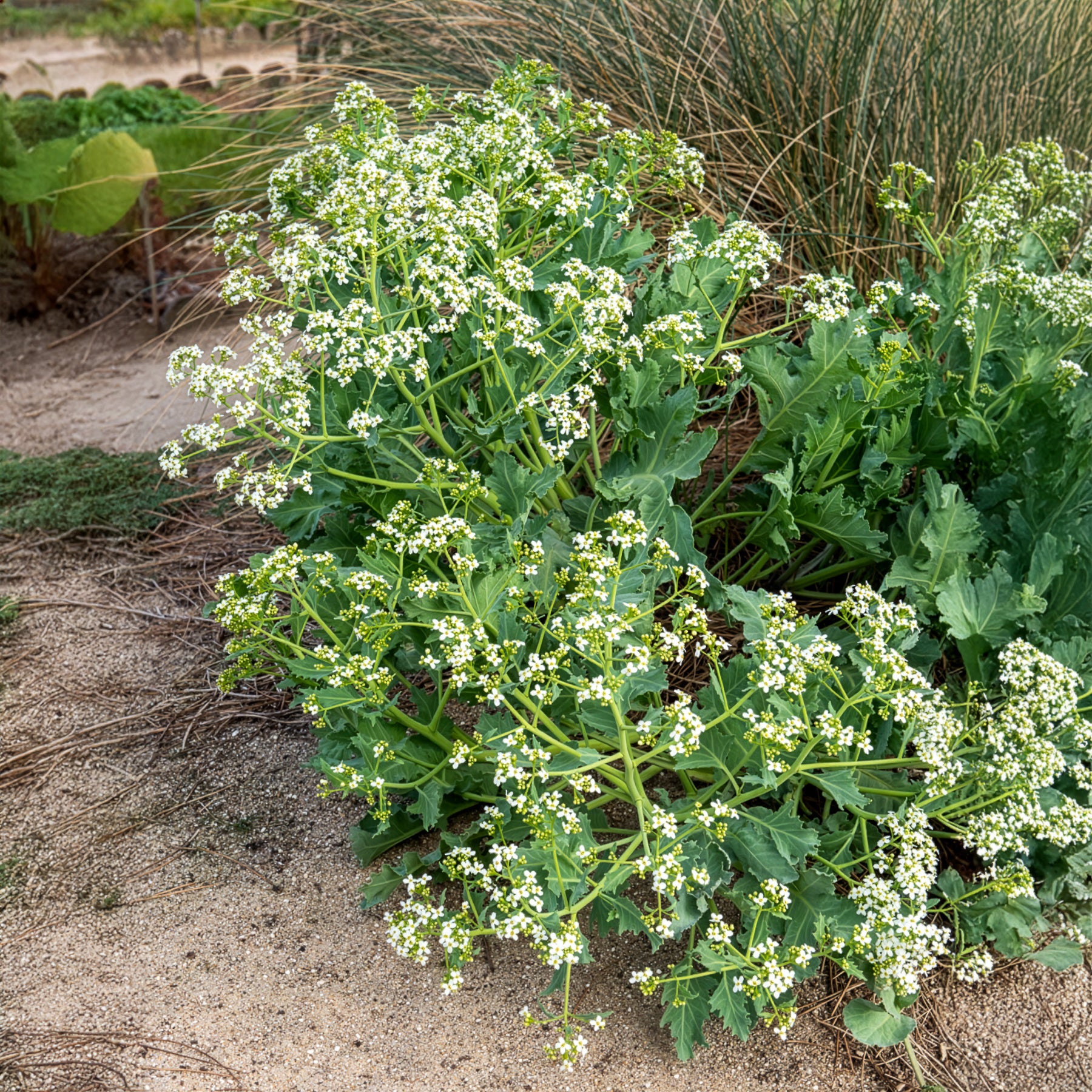 Verkauf Küsten-Meerkohl - Crambe maritima