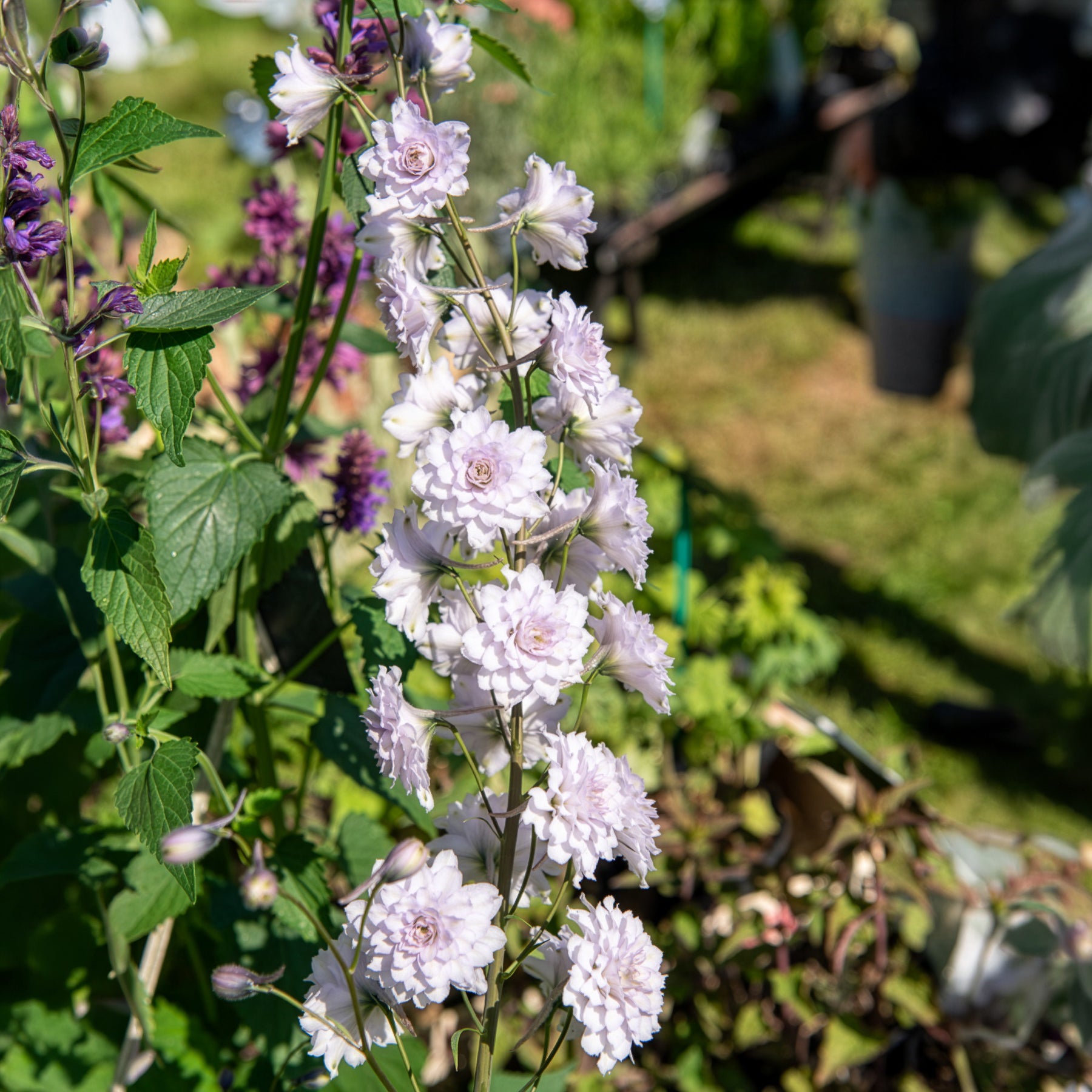 Rittersporn Highlander Cha-Cha - Bakker