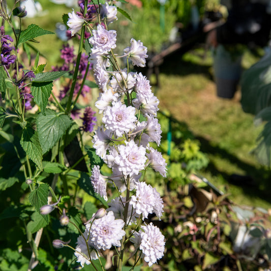 Rittersporn Highlander Cha-Cha - Bakker