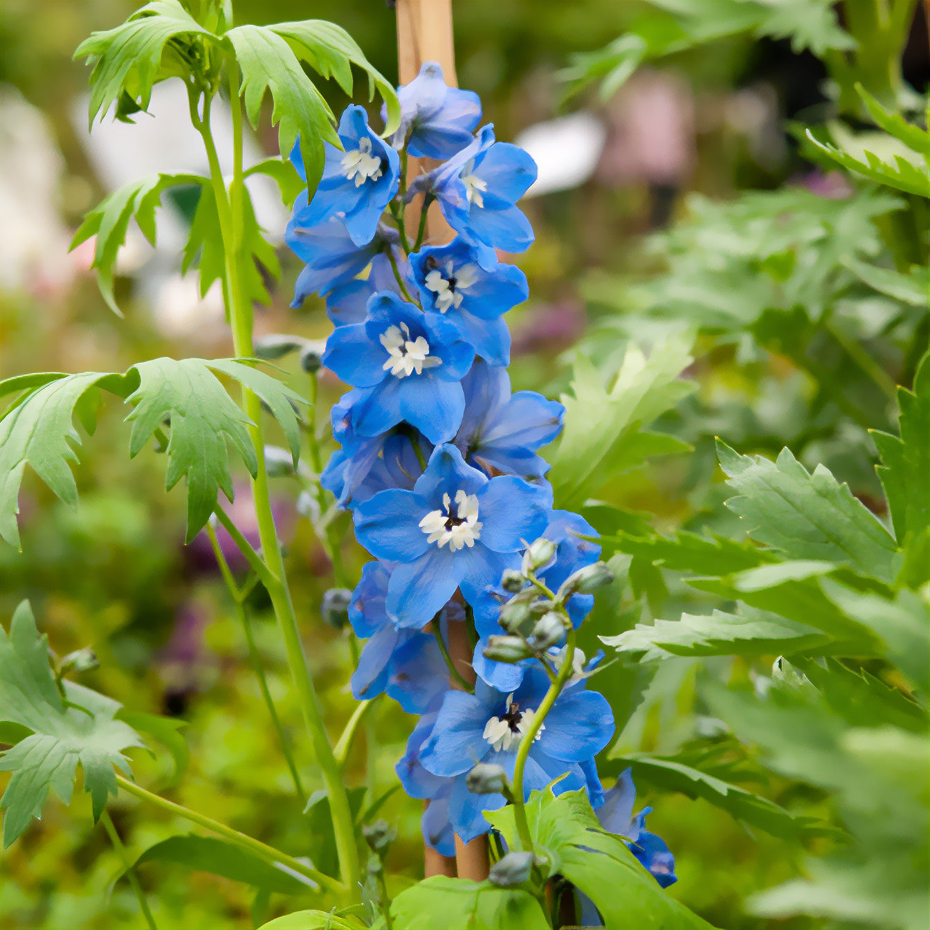 Pacific-Rittersporn 'Summer Skies' - Delphinium Pacific Summer Skies - Bakker