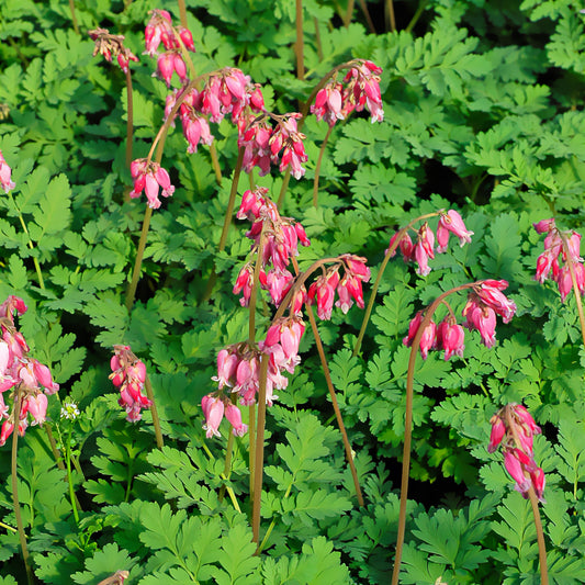 Zwergige Herzblume Luxuriant - Bakker