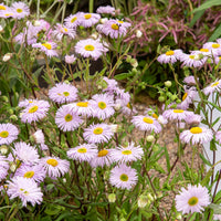 Spanisches Gänseblümchen ‘Quakeress’ - Erigeron quakeress - Bakker