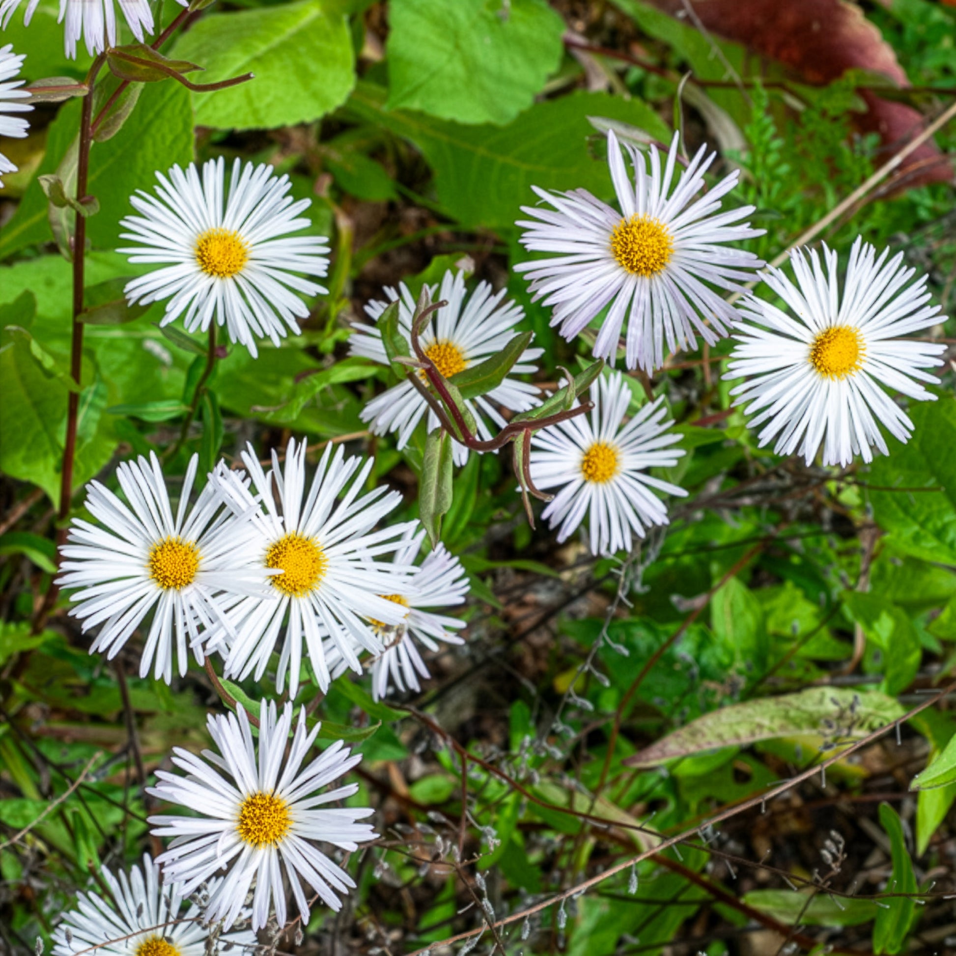 Feinstrahl Sommerneuschnee - Erigeron Sommerneuschnee - Bakker