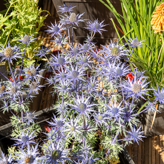 Blaue Stranddistel 'Lapis Blue' - Bakker