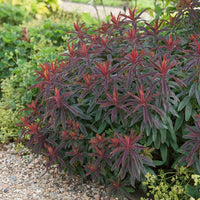 Purpur-Wolfsmilch - Euphorbia amygdaloides purpurea - Bakker