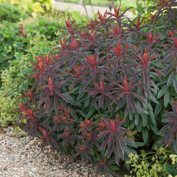 Purpur-Wolfsmilch - Euphorbia amygdaloides purpurea - Bakker