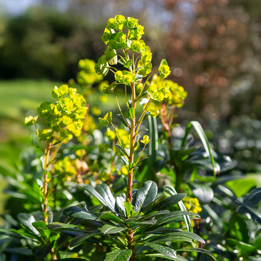 Verkauf Mandel-Wolfsmilch ‘Robbiae’ - Euphorbia amygdaloides subsp. robbiae
