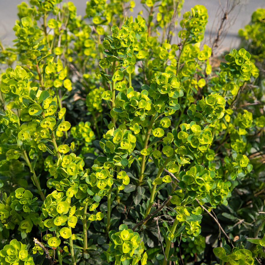 Wolfsmilch   - Mandel-Wolfsmilch ‘Robbiae’ - Euphorbia amygdaloides subsp. robbiae