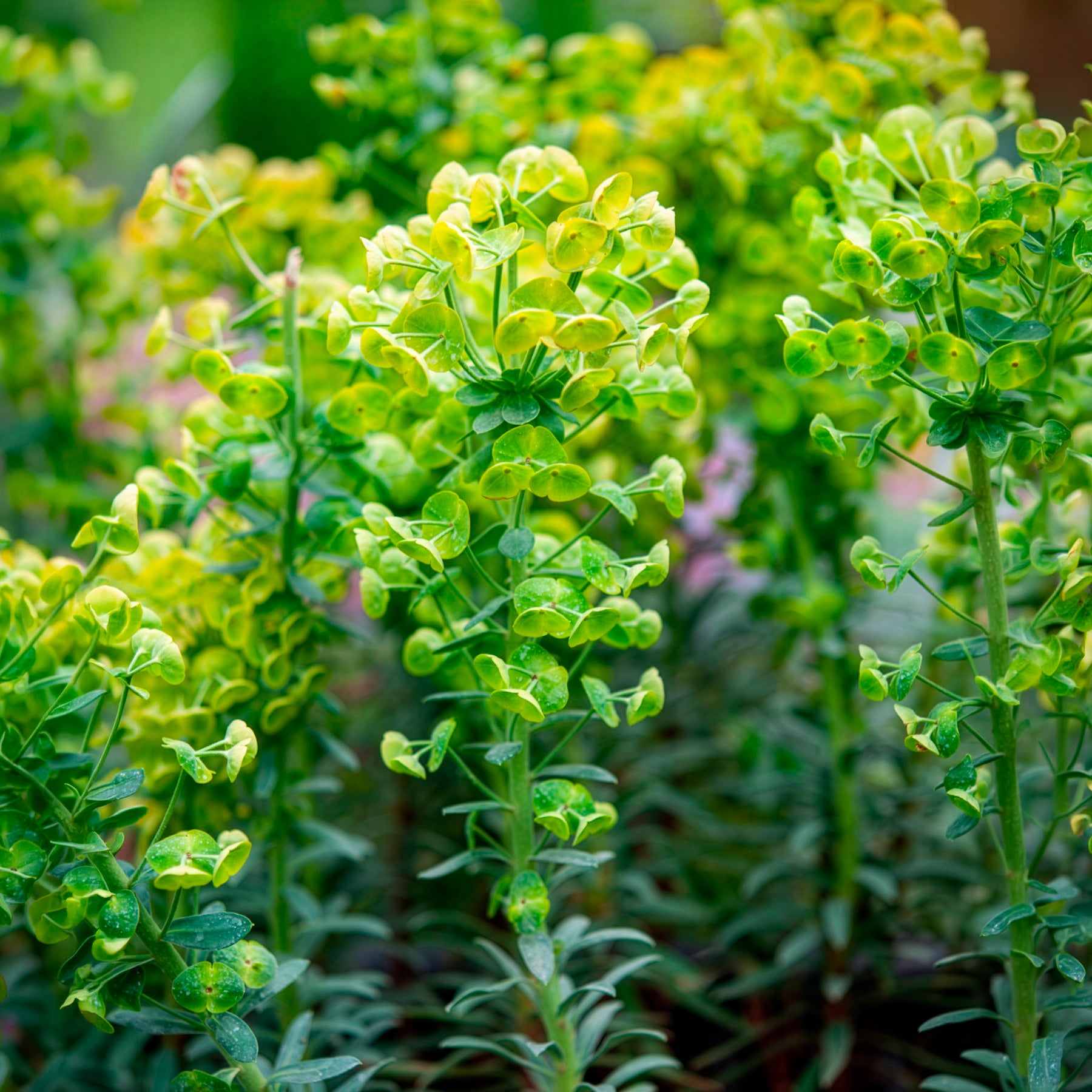 Euphorbia characias blue wonder - Walzen-Wolfsmilch ‘Blue Wonder’ - Wolfsmilch  