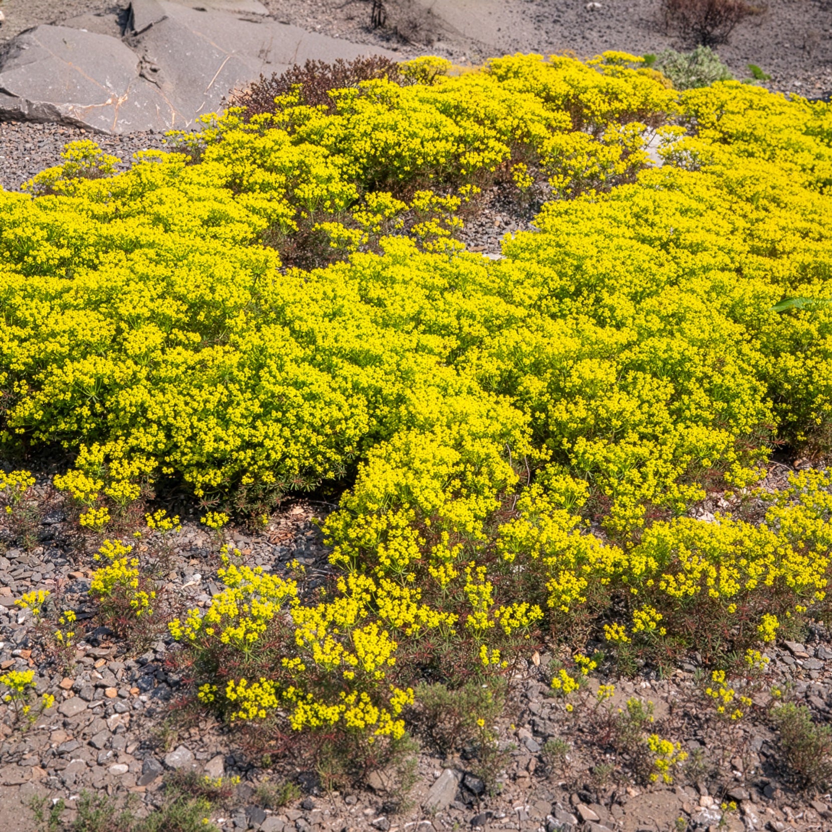 Zypressen-Wolfsmilch Clarice Howard - Euphorbia cyparissias clarice howard - Bakker