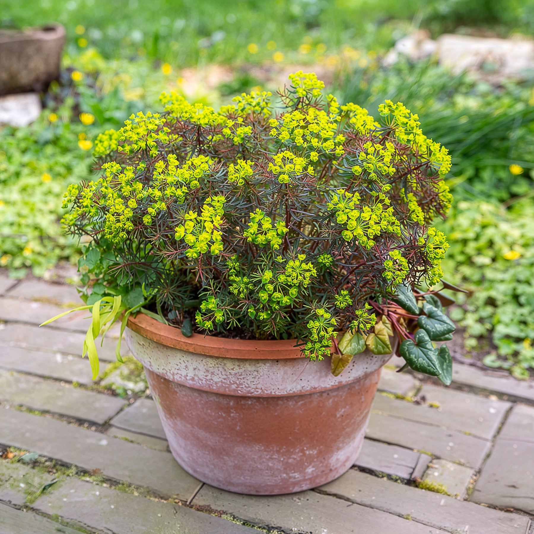 Euphorbia cyparissias clarice howard - Zypressen-Wolfsmilch Clarice Howard - Wolfsmilch  