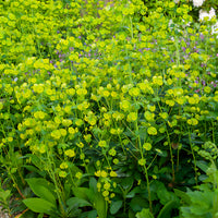 Euphorbia amygdaloides Robbiae - Mandel-Wolfsmilch - Wolfsmilch  