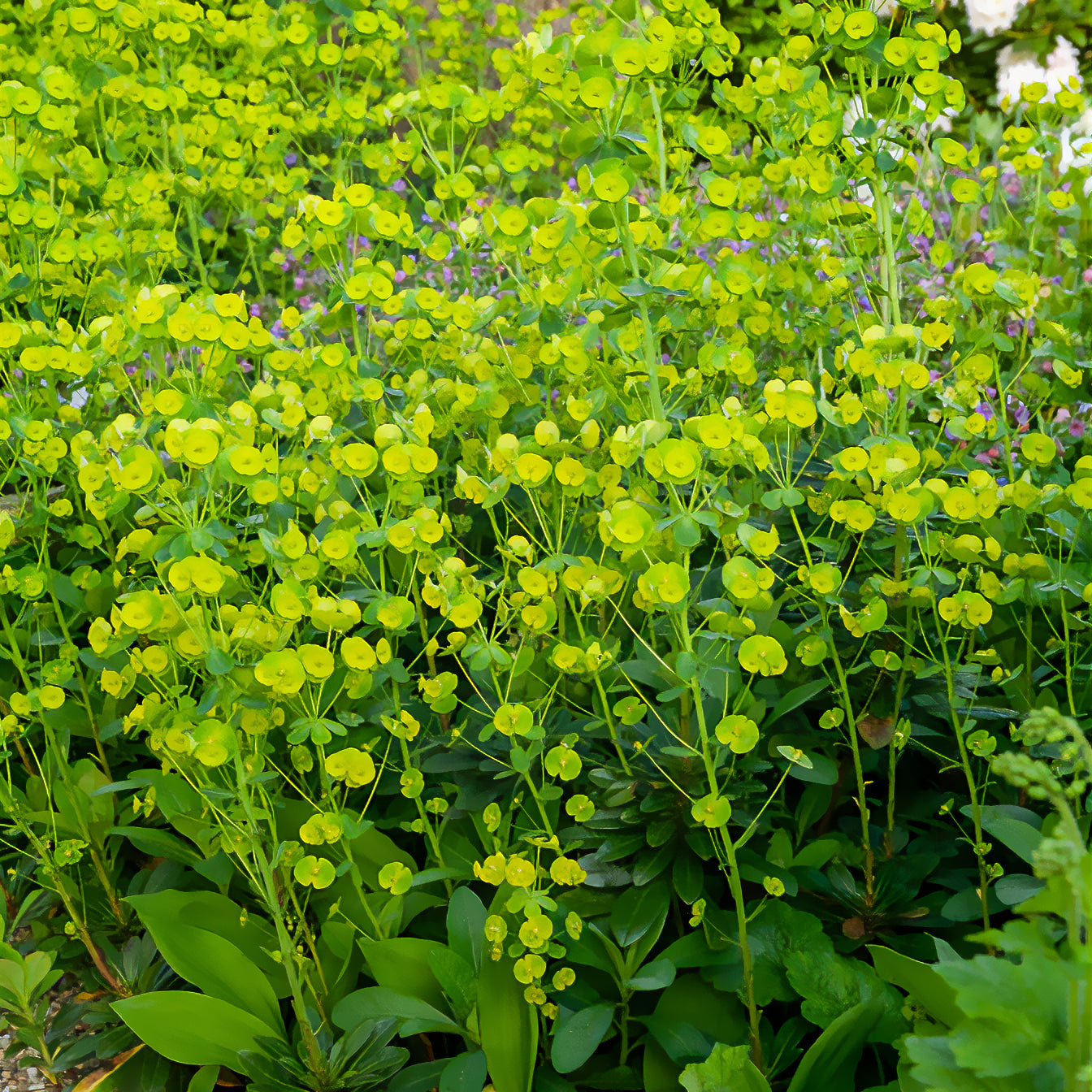 Euphorbia amygdaloides Robbiae - Mandel-Wolfsmilch - Wolfsmilch  