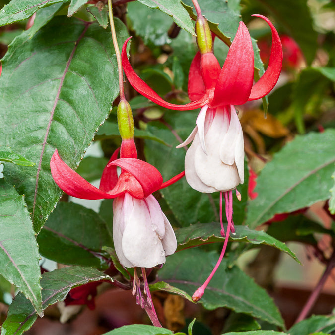 Winterharte Fuchsien Mischung (x6) - Fuchsia Mme Cornelissen,  Brilliant - Bakker