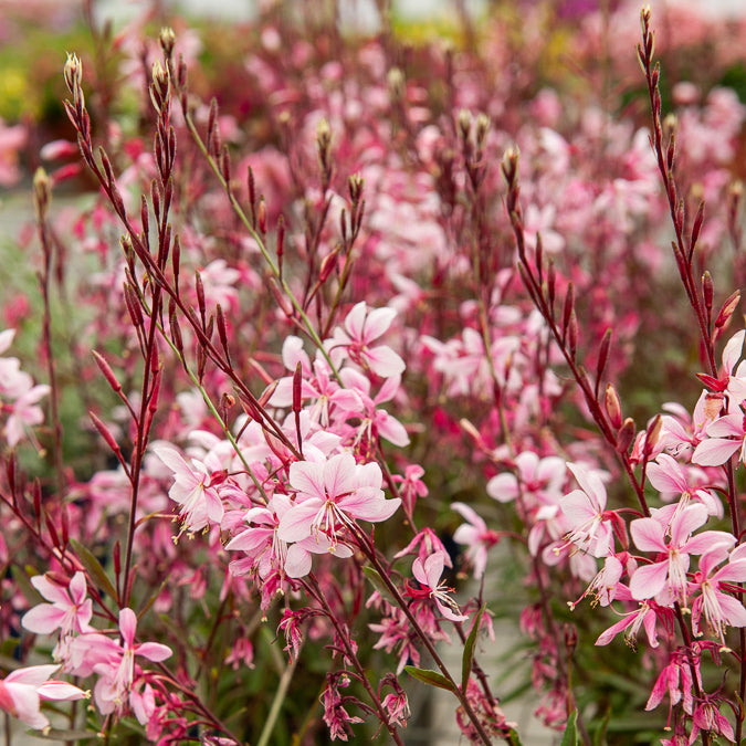 Gaura Cherry Brandy - Bakker