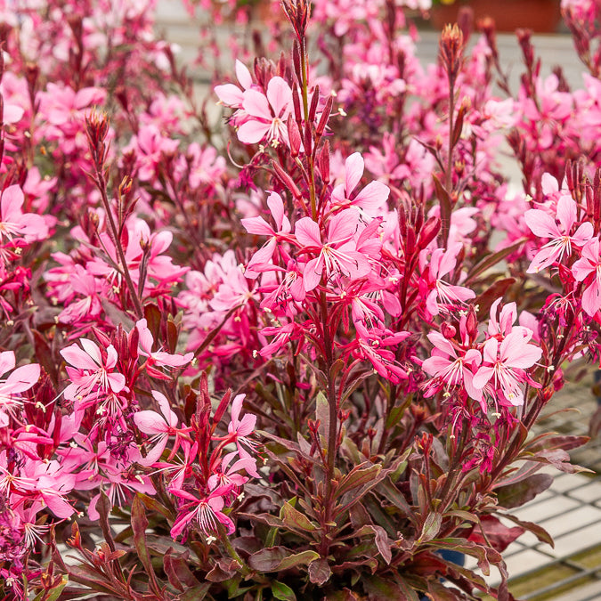 Prachtkerze Crimson Butterflies - Gaura lindheimeri Crimson Butterflies - Bakker