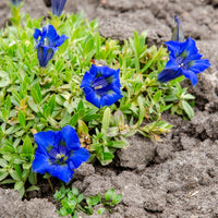 Blühende Stauden - Kiesel-Glocken-Enzian - Gentiana acaulis