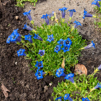 Verkauf Kiesel-Glocken-Enzian - Gentiana acaulis
