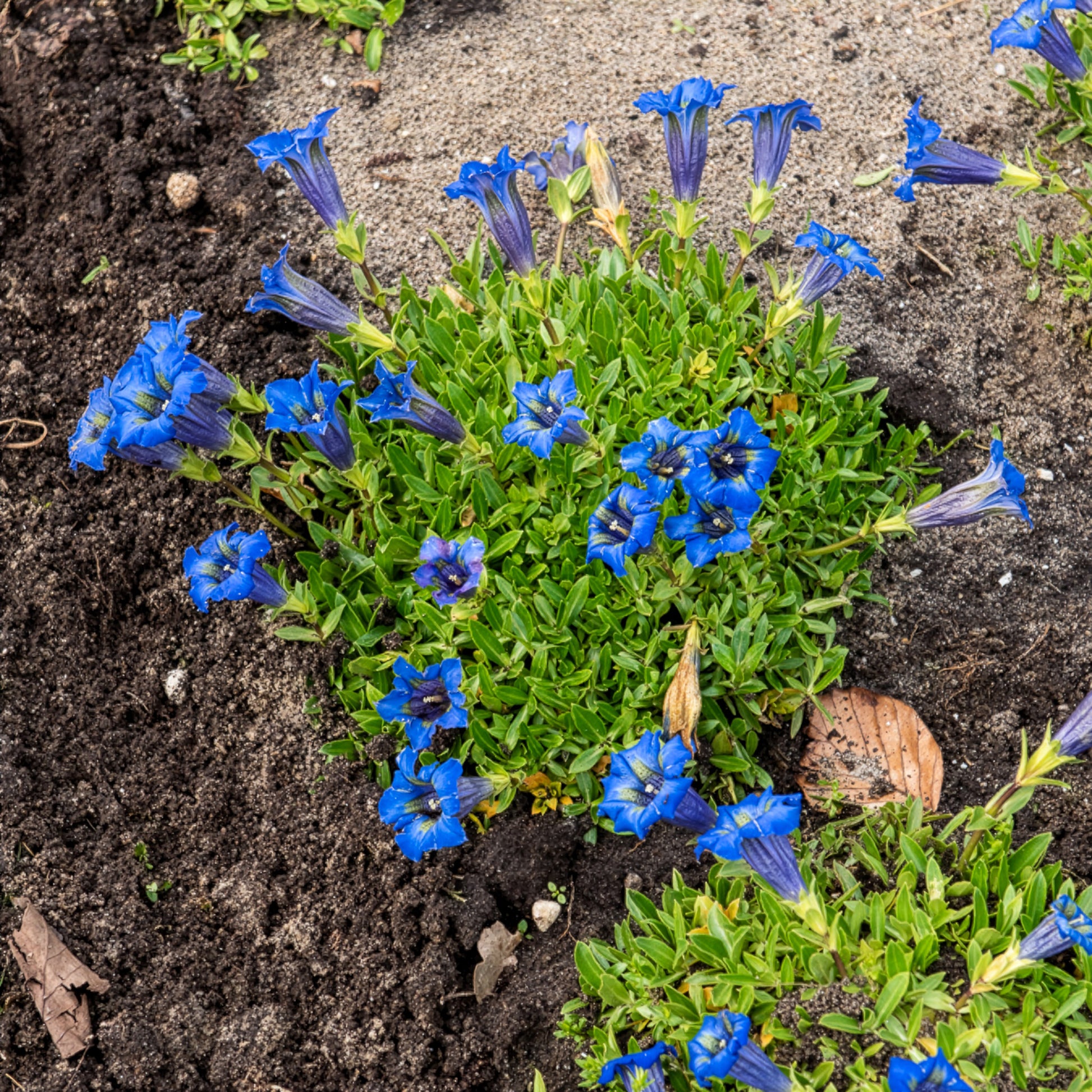 Verkauf Kiesel-Glocken-Enzian - Gentiana acaulis