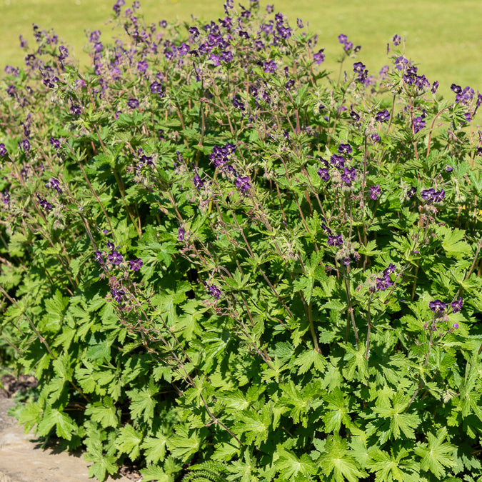 Braune Staudengeranie - Geranium phaeum - Bakker