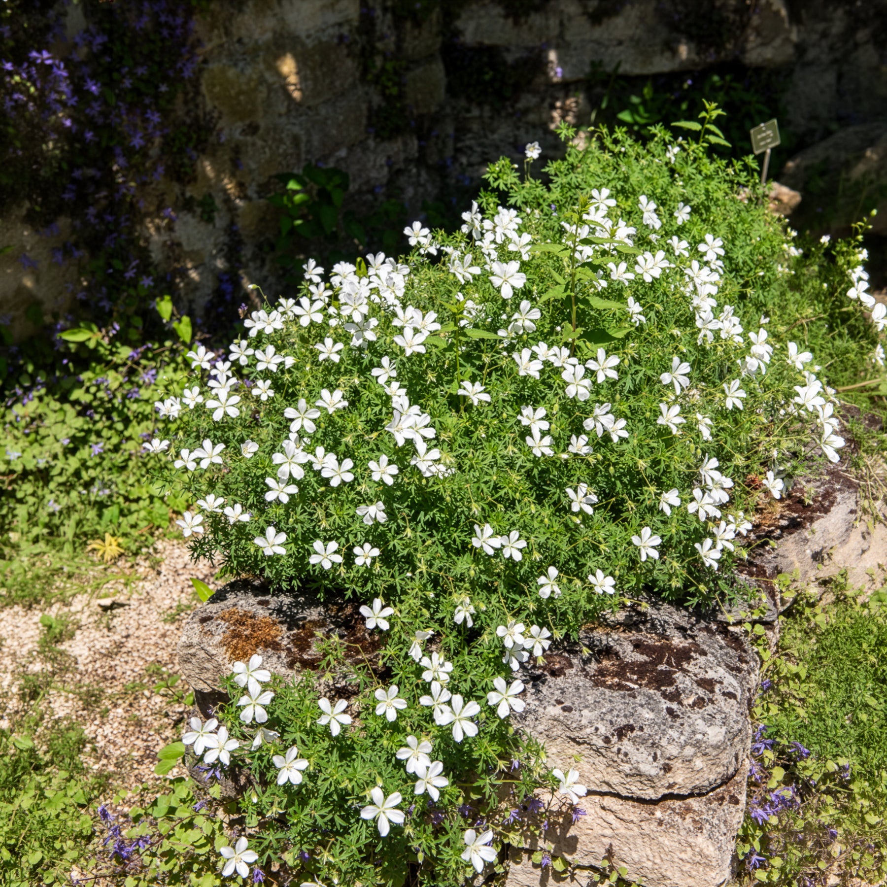 Verkauf Blutroter Storchschnabel 'Album' - Geranium sanguineum Album
