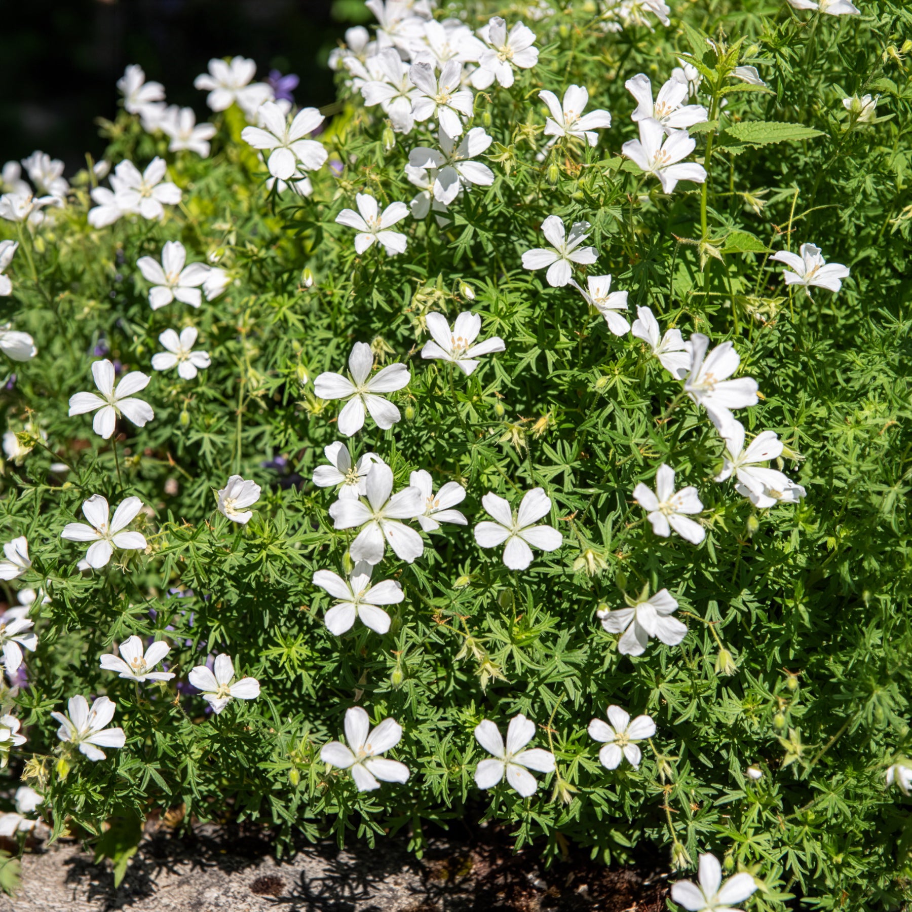 Geranien - Blutroter Storchschnabel 'Album' - Geranium sanguineum Album