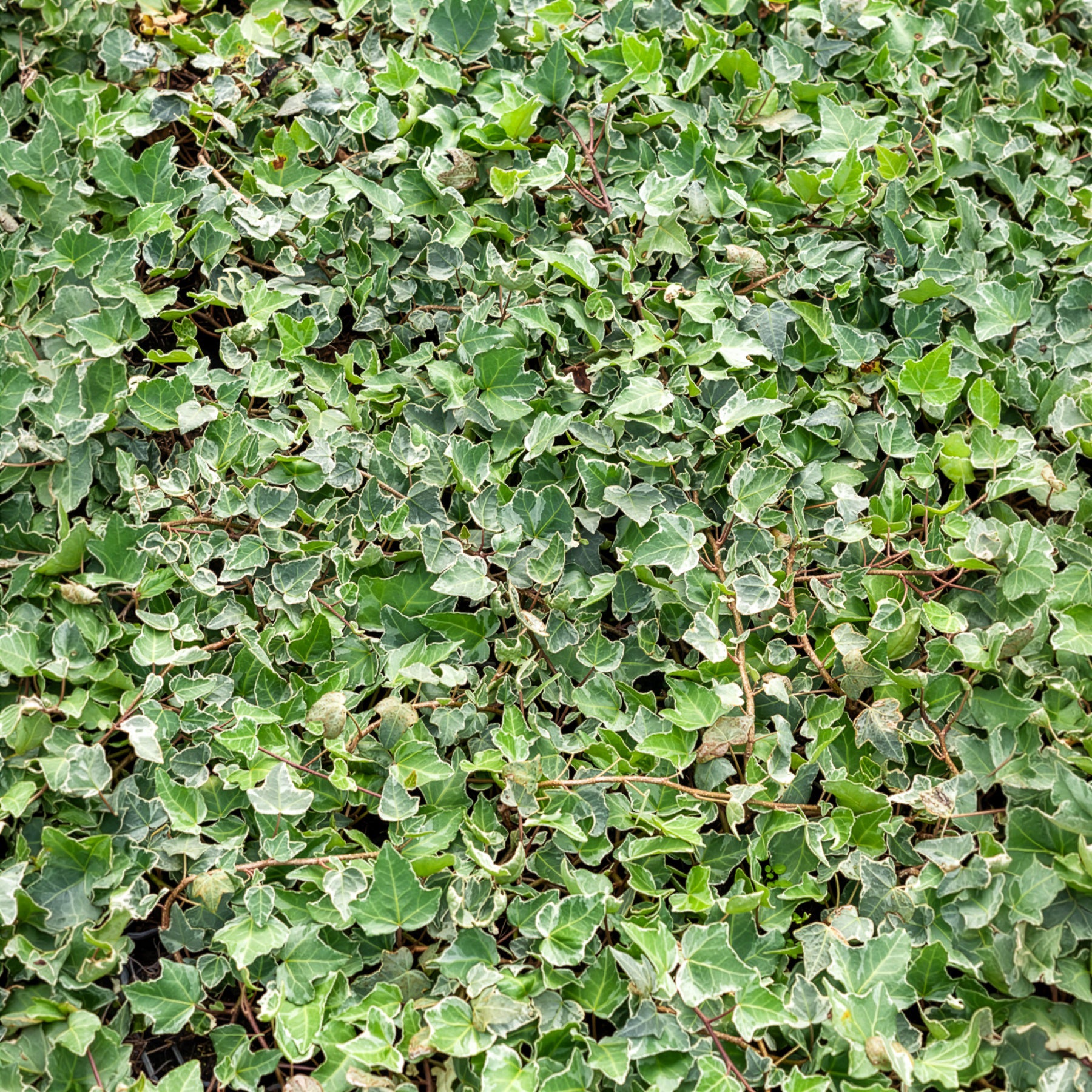 Hedera helix Glacier - Weißgrüner Efeu 'Glacier' - Kletter-Efeu - Hedera