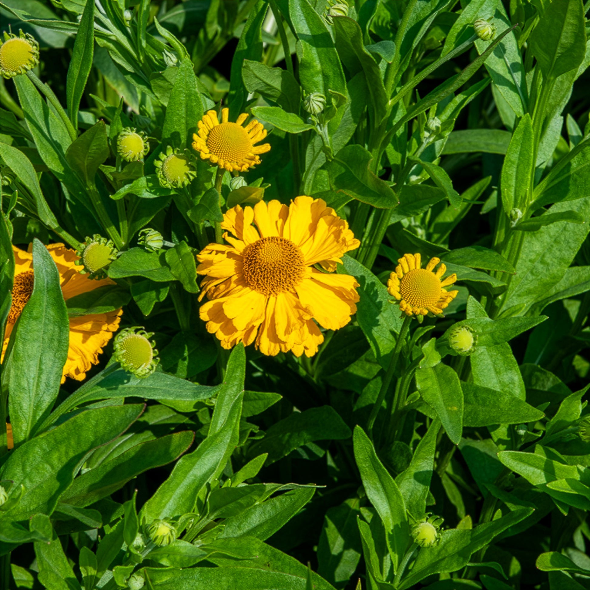 Verkauf Herbst-Sonnenbraut Pumilum Magnificum - Helenium autumnale Pumilum Magnificum