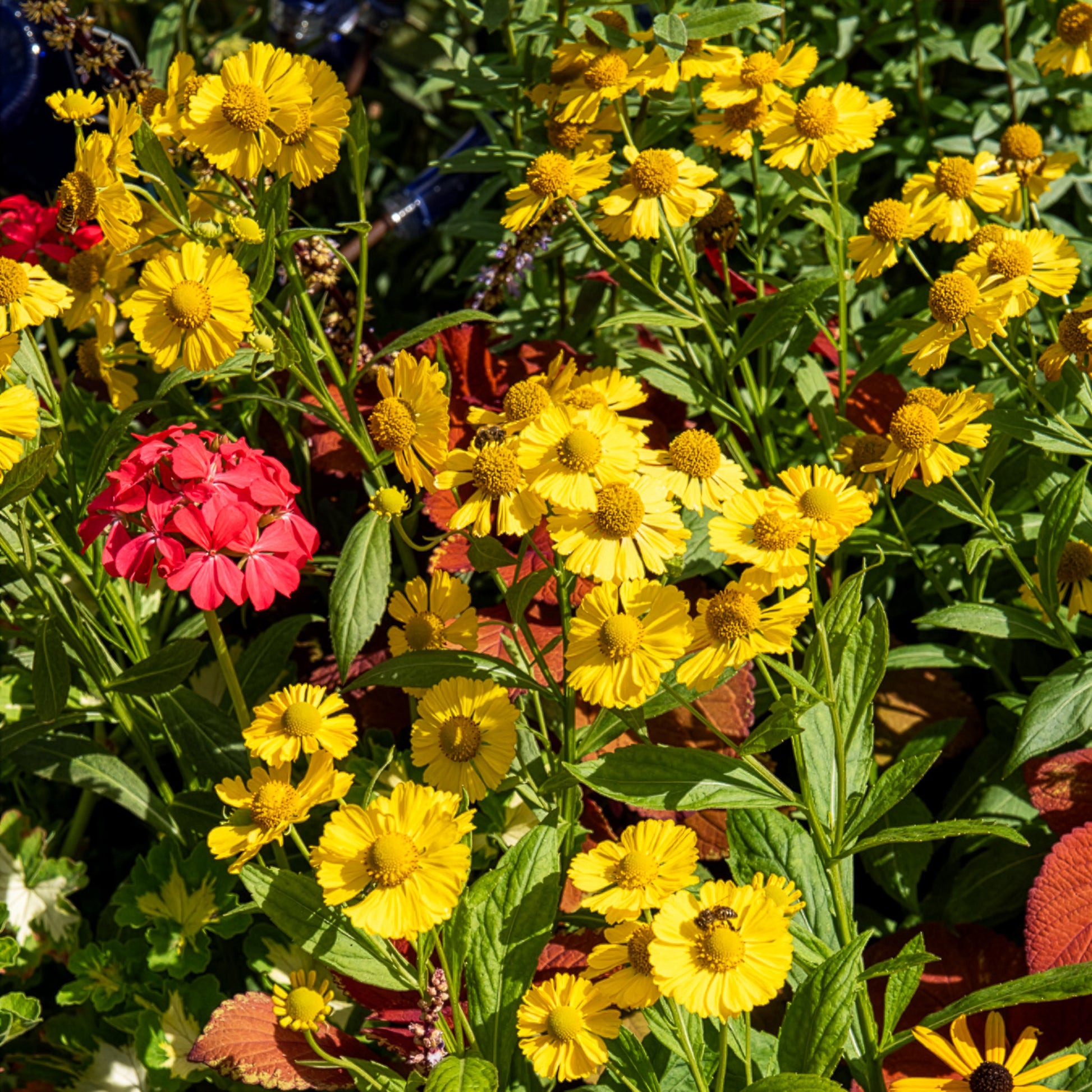 Sonnenbraut Kanaria - Helenium kanaria - Bakker