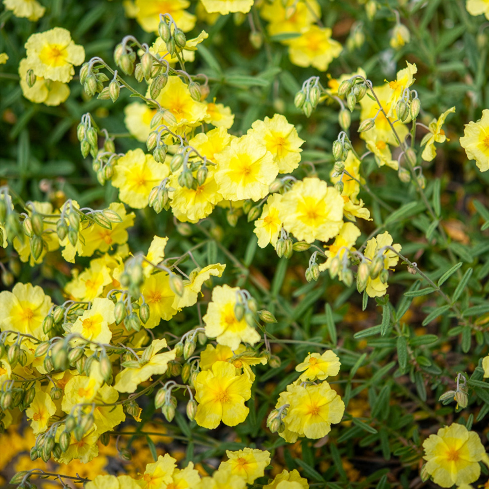 Sonnenröschen Wisley Primrose - Helianthemum Wisley Primrose - Bakker