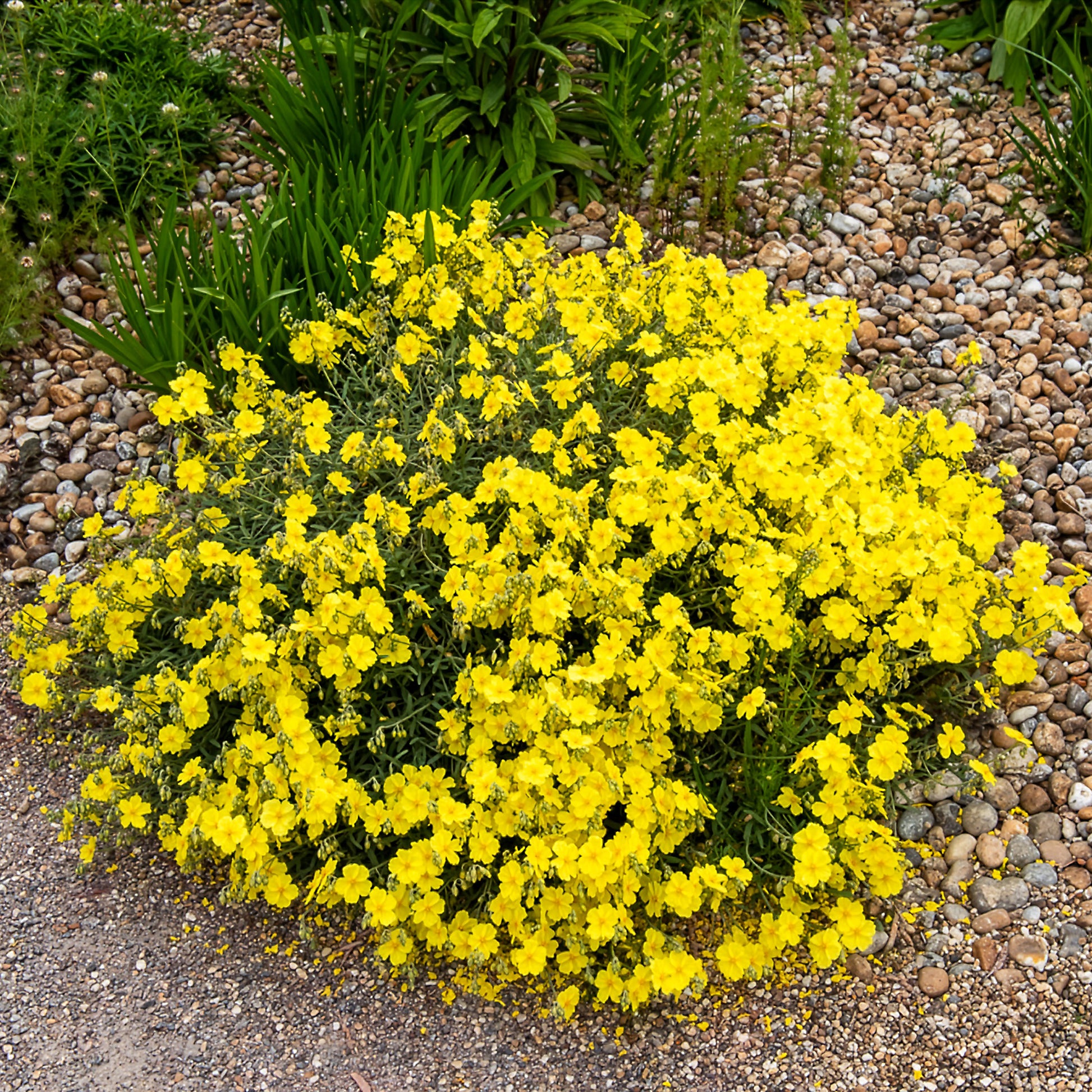 Sonnenröschen Wisley Primrose - Bakker