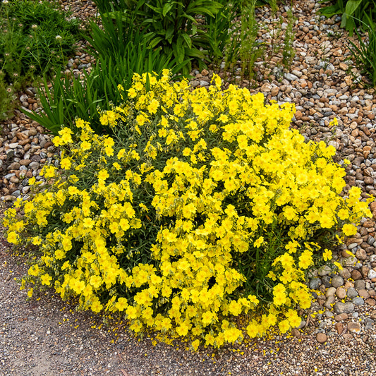 Sonnenröschen Wisley Primrose - Bakker