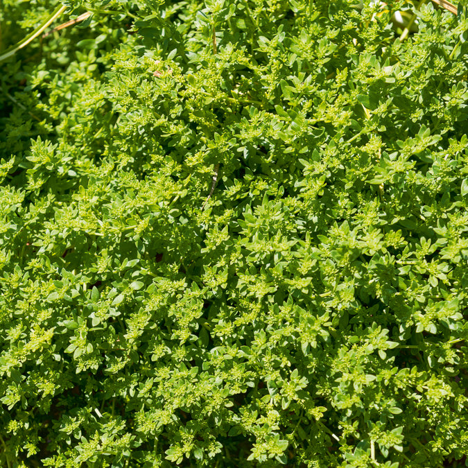 Stauden - Kahles Bruchkraut - Herniaria glabra