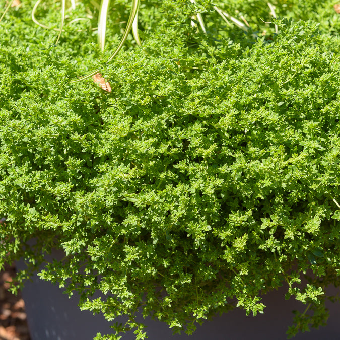 Kahles Bruchkraut - Herniaria glabra - Bakker