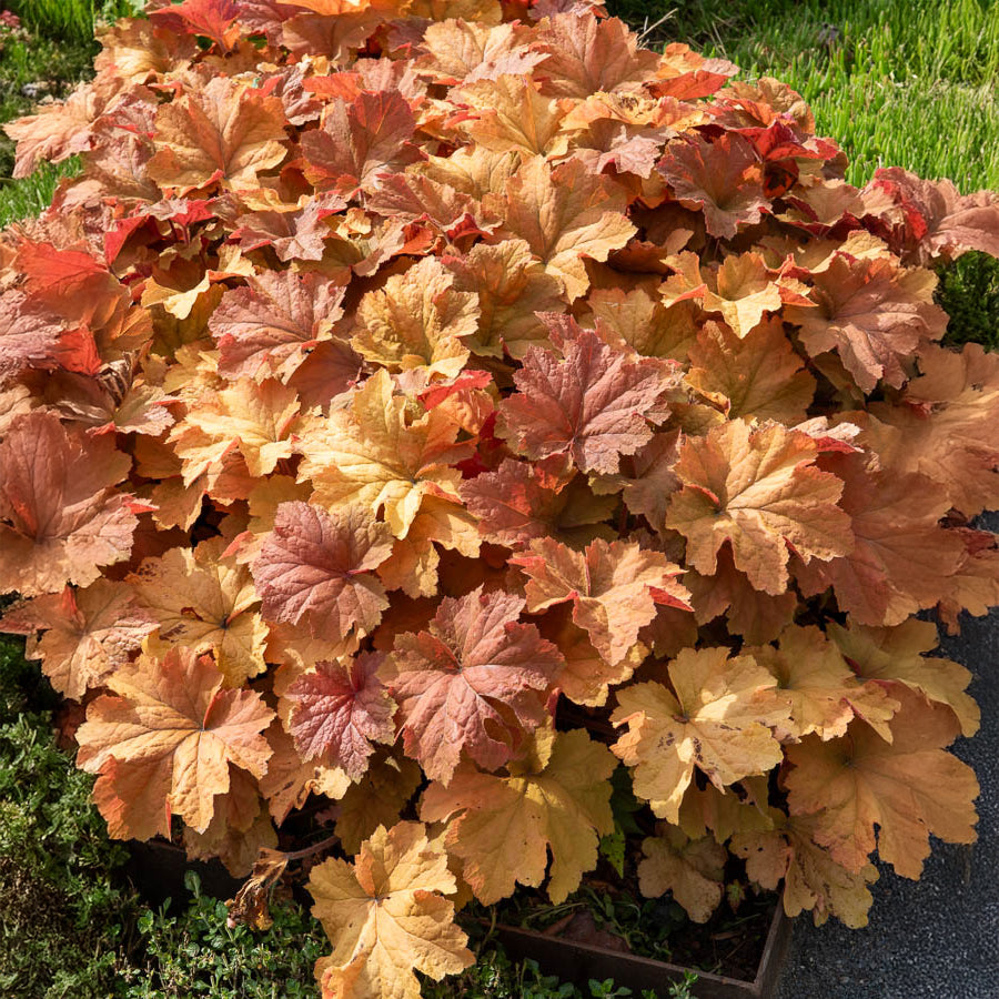 Purpurglöckchen ‘Caramel’ - Heuchera caramel - Bakker
