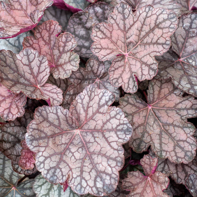 Purpurglöckchen Cascade Dawn - Heuchera cascade dawn - Bakker