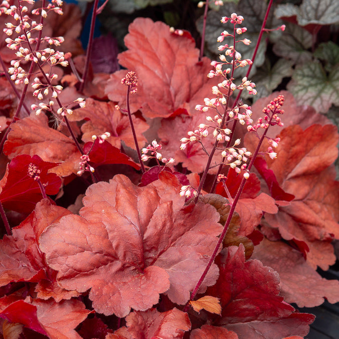 Heuchera Fire Alarm - Purpurglöckchen ‘Fire Alarm’ - Heuchera - Purpurglöckchen