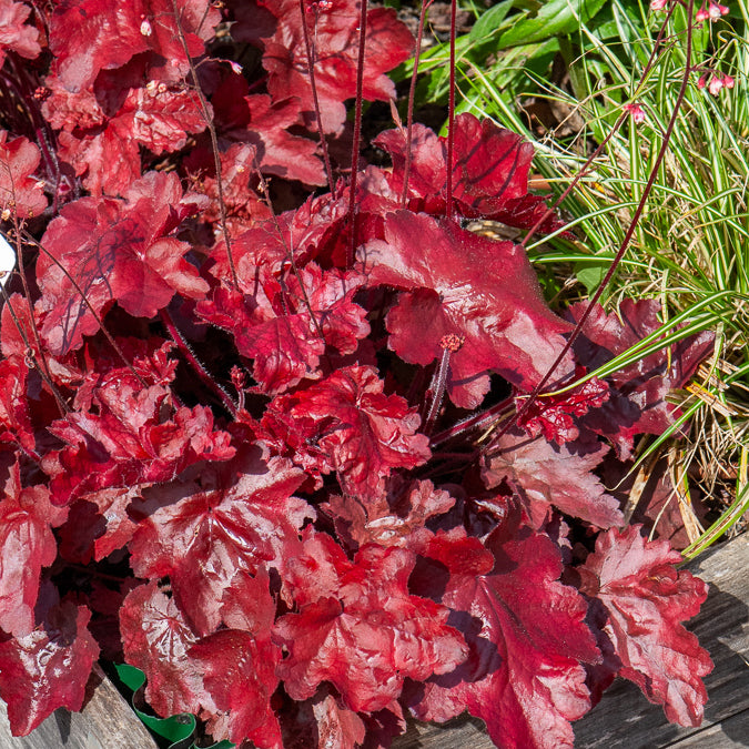 Verkauf Heuchera Fire Chief - Heuchera Fire Chief