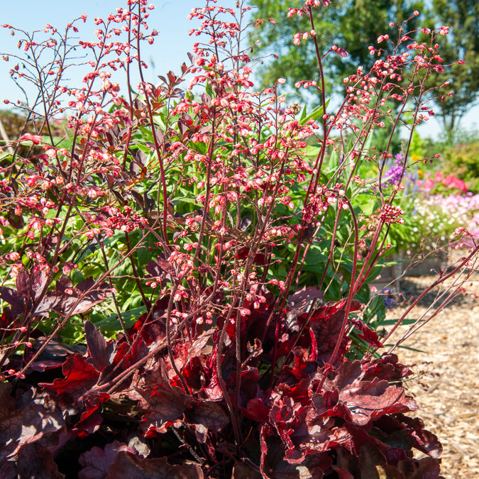 Heuchera Fire Chief - Bakker