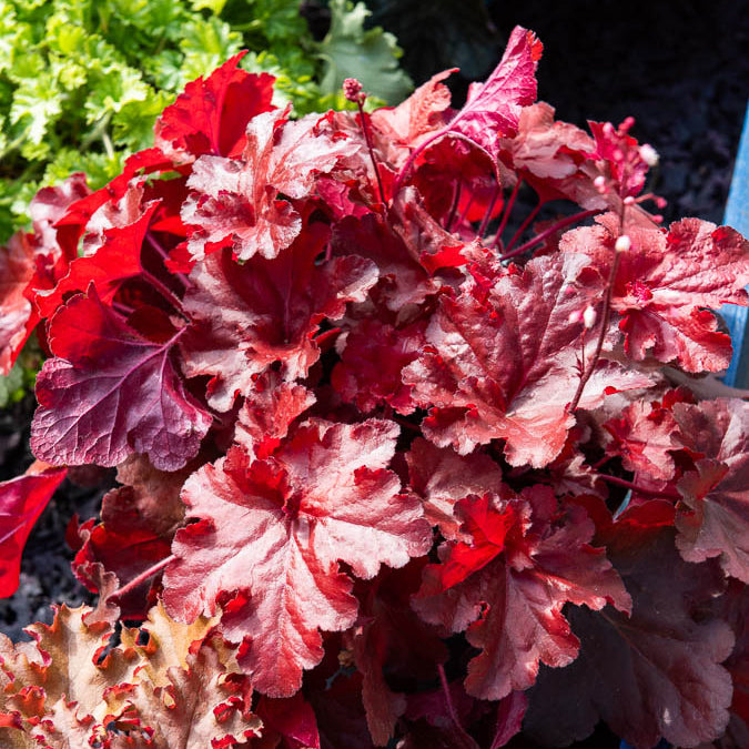 Heuchera Forever Red - Bakker