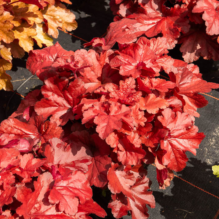 Heuchera Forever Red - Heuchera forever red  ( forever series ) - Bakker
