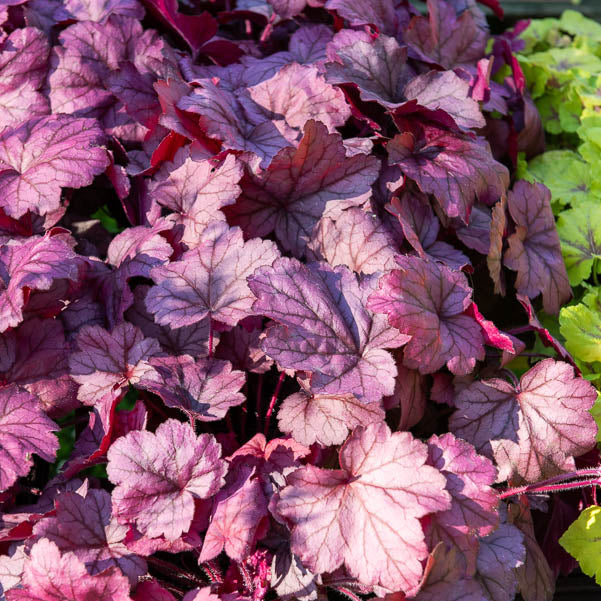 Heuchera georgia plum - Heuchera Georgia Plum - Heuchera - Purpurglöckchen