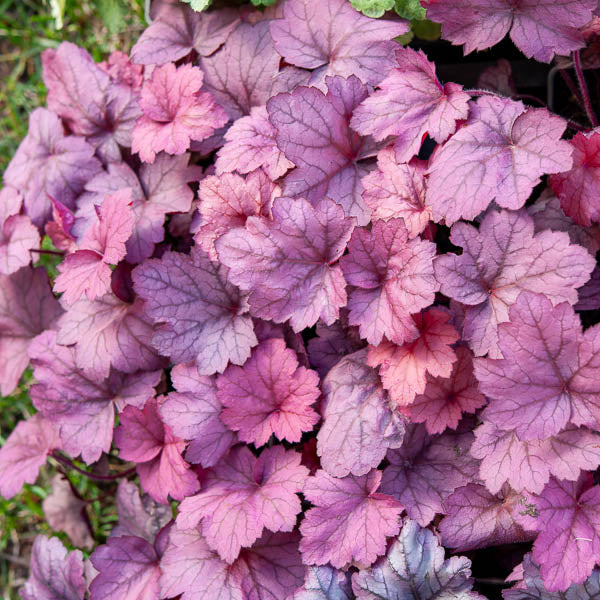 Heuchera Georgia Plum - Heuchera georgia plum - Bakker