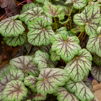 Heuchera green spice - Purpurglöckchen 'Green Spice' - Heuchera - Purpurglöckchen